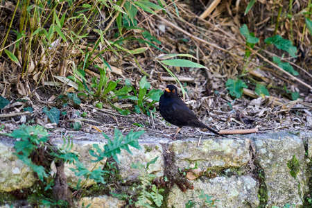 Young blackbird.の写真素材