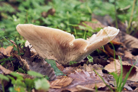 Big white mushroom.の写真素材