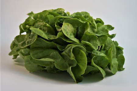 Green salad .の写真素材