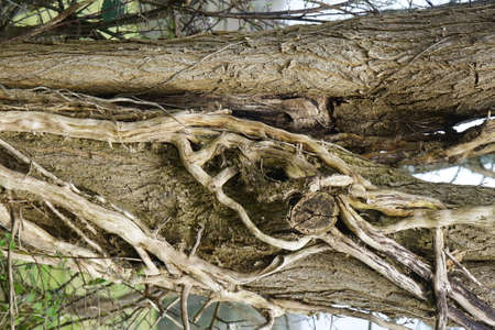 Hollow tree trunk.の写真素材