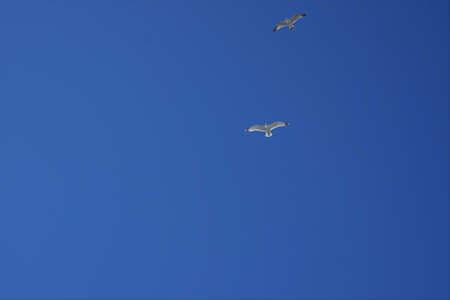 Flight of birds in the sky.の写真素材