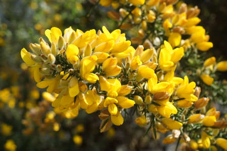 Genets in flower.の写真素材