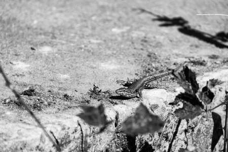 Lizard in the sun.の写真素材