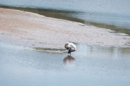 Swan raising one leg.の写真素材