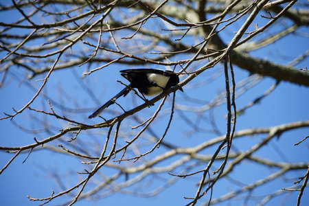 Magpie chatters.の写真素材
