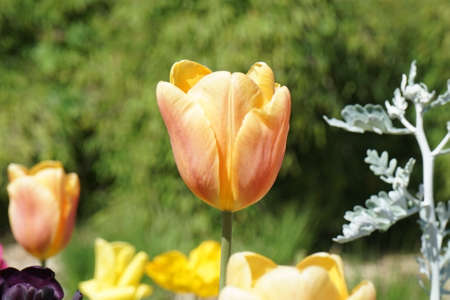 Holland Tulip.の写真素材