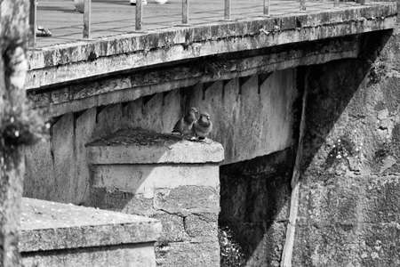 Couple of pigeons under a bridge.の写真素材