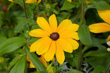 Flower of the sun.の写真素材