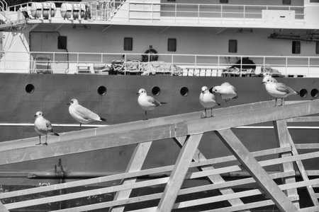 Seagulls on a boat deck.の写真素材