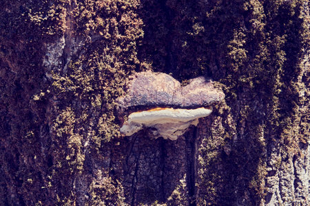 Big mushroom on a tree.の写真素材