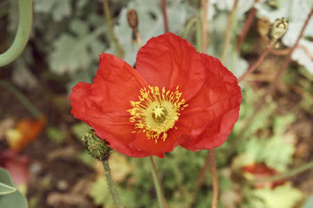 Poppy .の写真素材