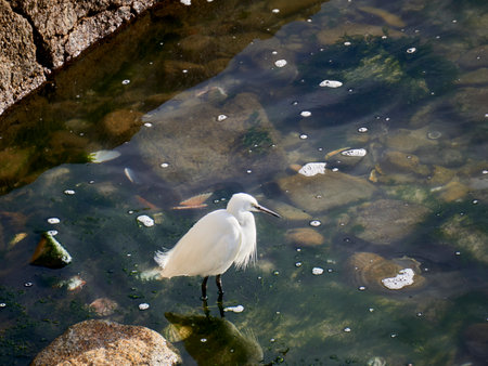 Little egret at the water's edge.の写真素材