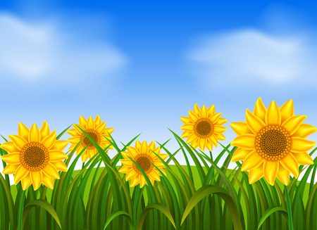 Background scene with sunflowers in gardenのイラスト素材