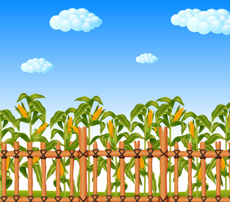 young green corn field in agricultural gardenのイラスト素材