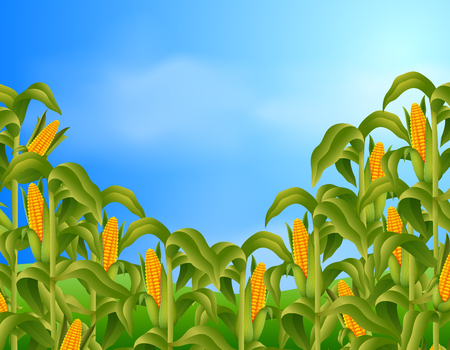 Farm scene with fresh cornの写真素材