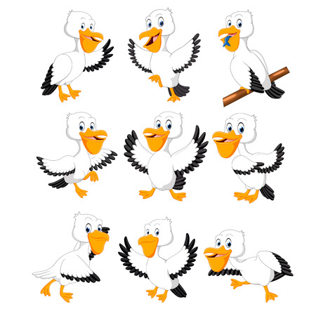 the collection of the white pelicans with different posingの写真素材