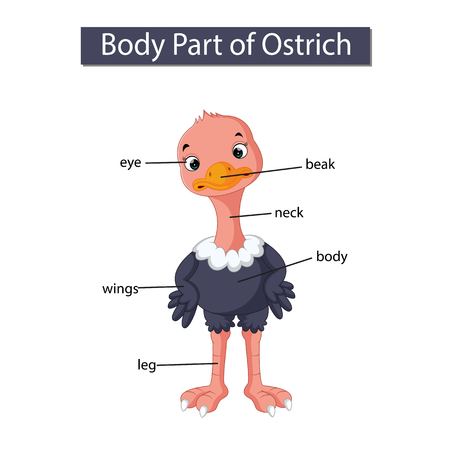 Diagram showing body part of ostrichのイラスト素材