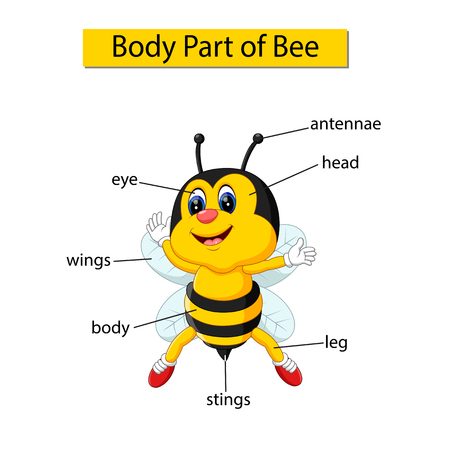 Diagram showing body part of beeのイラスト素材