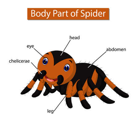 Diagram showing body part of spiderのイラスト素材