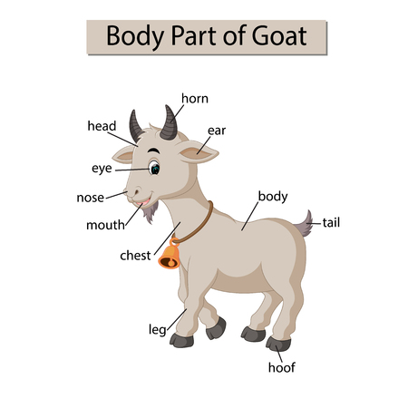 Diagram showing body part of goatのイラスト素材