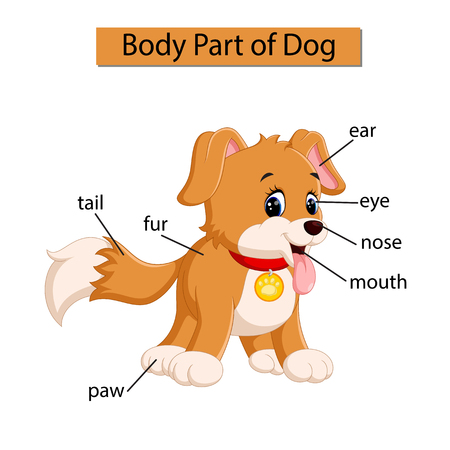 Diagram showing body part of dogのイラスト素材