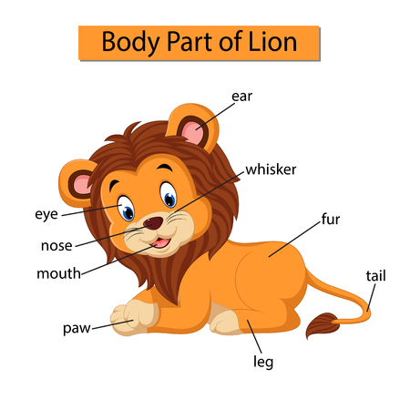 Diagram showing body part of lionのイラスト素材