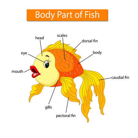 Diagram showing body part of fishのイラスト素材