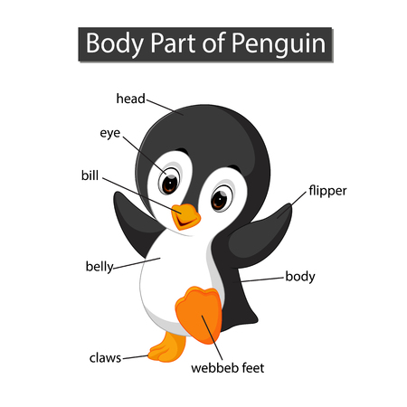 Diagram showing body part of penguinの写真素材