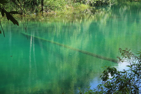 Bridge of tree trunk in the water looked so wonderfullの写真素材