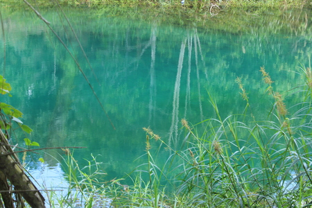 Saw tree from water like saw from clean glass so niceの写真素材