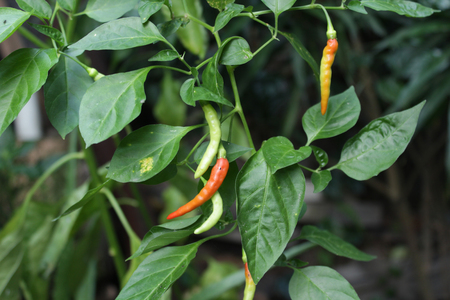 Fresh chili seen from the green of leaf colourの写真素材