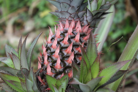 Pineapple skin texture is so beautiful also awesomeの写真素材