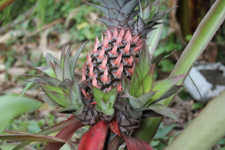 See pineapple straight from the top cornerの写真素材