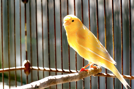 Canary Bird on a cageの写真素材