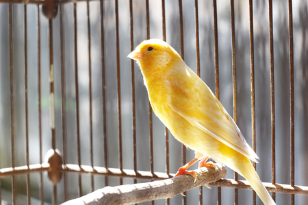 Beautiful yellow canary sitting on the cage under the sun shineの写真素材