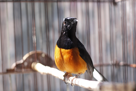 Murray bird or fighter bird sitting on the cage under the sun shineの写真素材