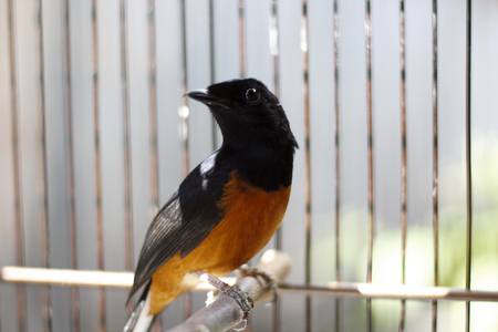 Murray bird or fighter bird sitting on the cage under the sun shineの写真素材