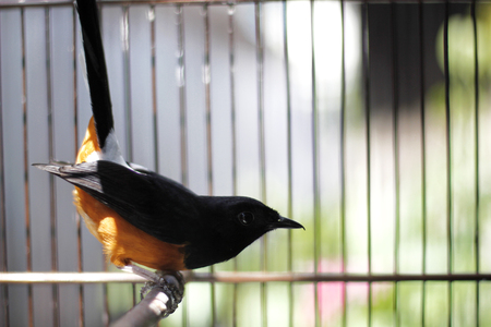 Murray bird or fighter bird sitting on the cage under the sun shineの写真素材