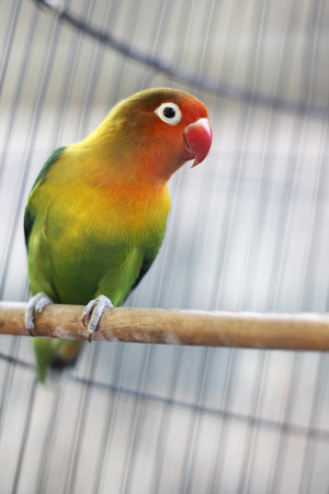 Lovebird sitting on the cageの写真素材