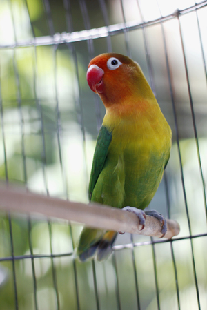 Lovebird sitting on the cageの写真素材