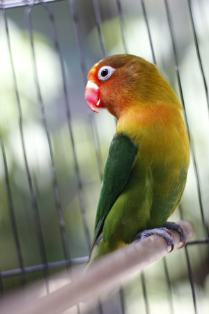 Lovebird sitting on the cageの写真素材
