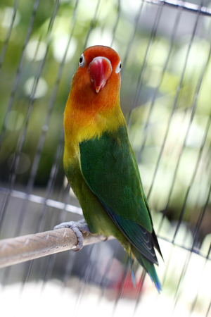 Lovebird sitting on the cageの写真素材