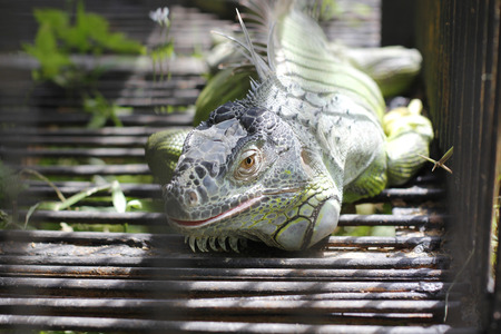 male Green iguana on the cage の写真素材