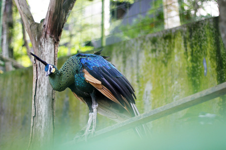 Beautiful peacock on the zoo stand in cageの写真素材