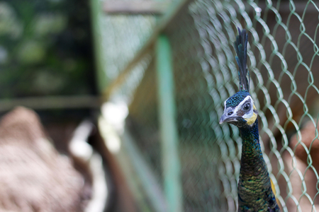 Beautiful head peacock on the zoo with copy spaceの写真素材