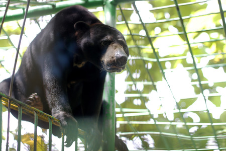 Sun bear on the cage in the zooの写真素材