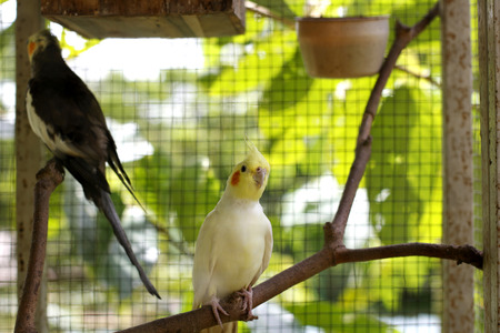 white Cockatiels bird stand  in a cageの写真素材