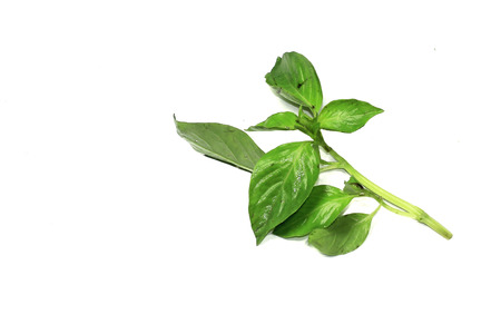 Basil herb leaf closeup isolated on whiteの写真素材