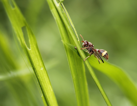small bee on grassの写真素材