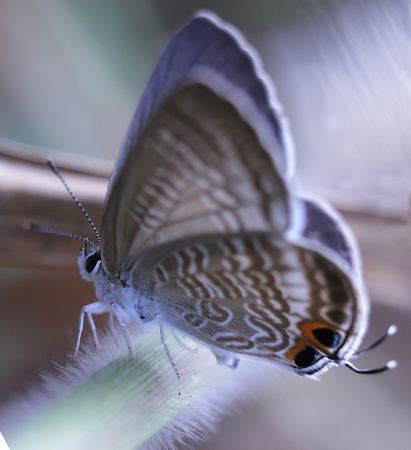 Close up view a beautiful of butterfly on grassの写真素材